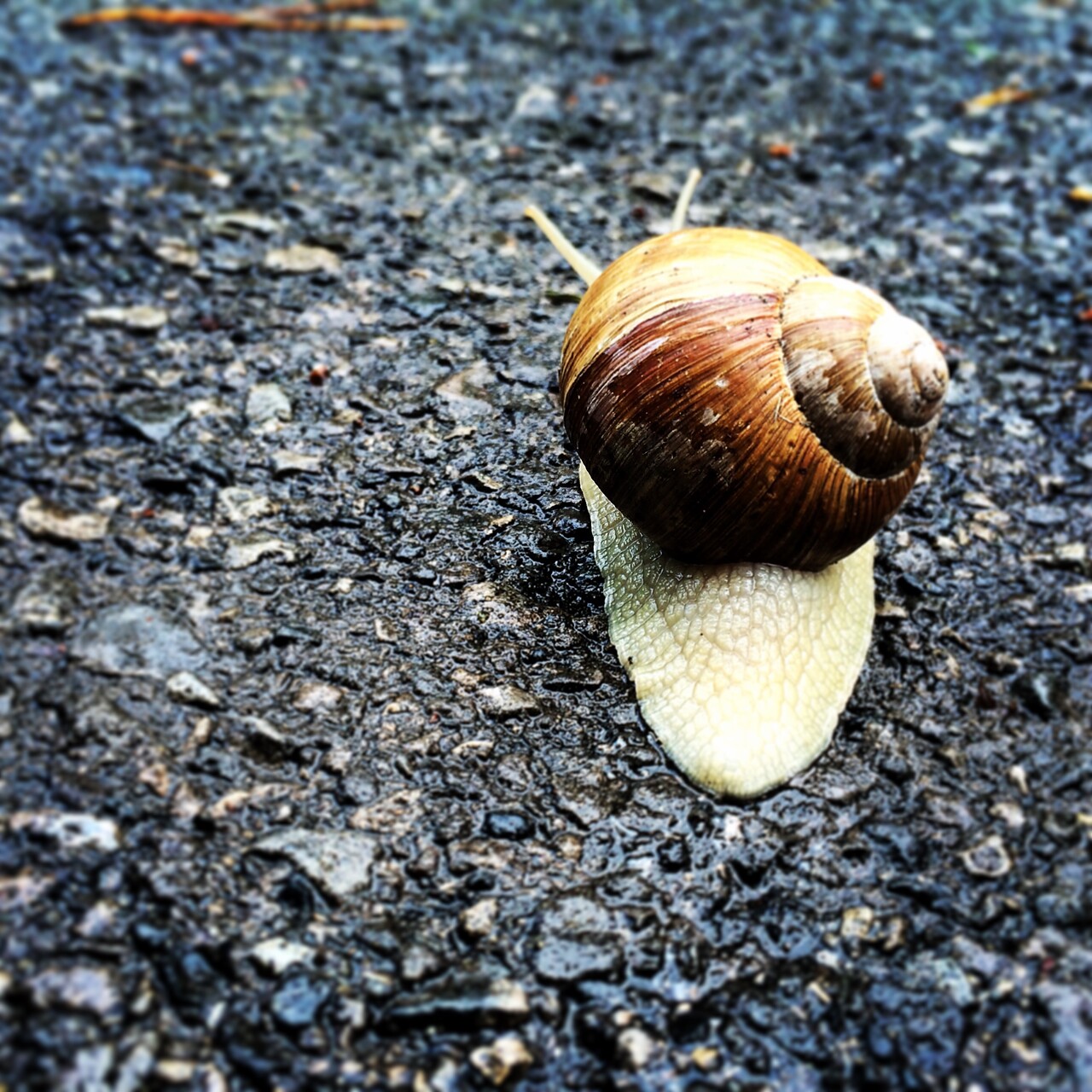 Aaaaadioooos aaaamiiiigoooos...