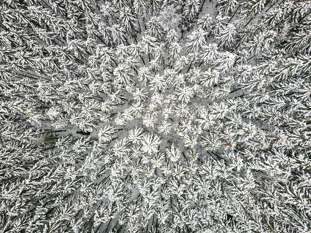 Vue aérienne rapprochée d'une dense forêt de conifères enneigée en hiver. La canopée forme un motif radial texturé et abstrait vu de dessus.