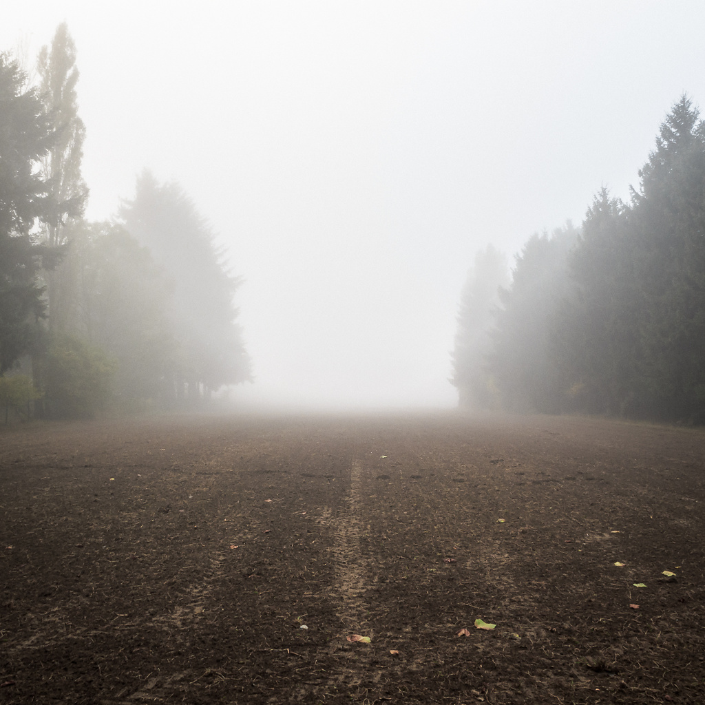 Vue dans le brouillard sur un champ en jachère encadré d'arbres...
