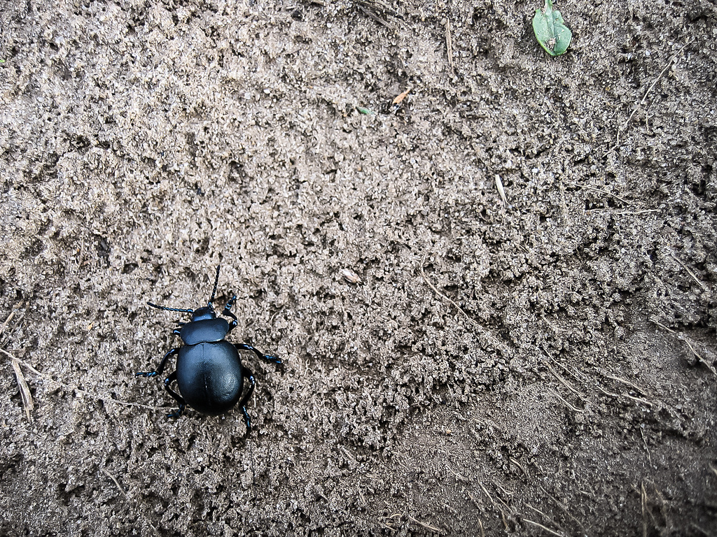 Un gros plan d'un scarabée noir, identifié comme un Timarcha tenebricosa, également connu sous le nom de grand crache-sang, se trouvant sur un sol sablonneux. Une petite feuille verte est visible dans le coin supérieur droit de l'image.