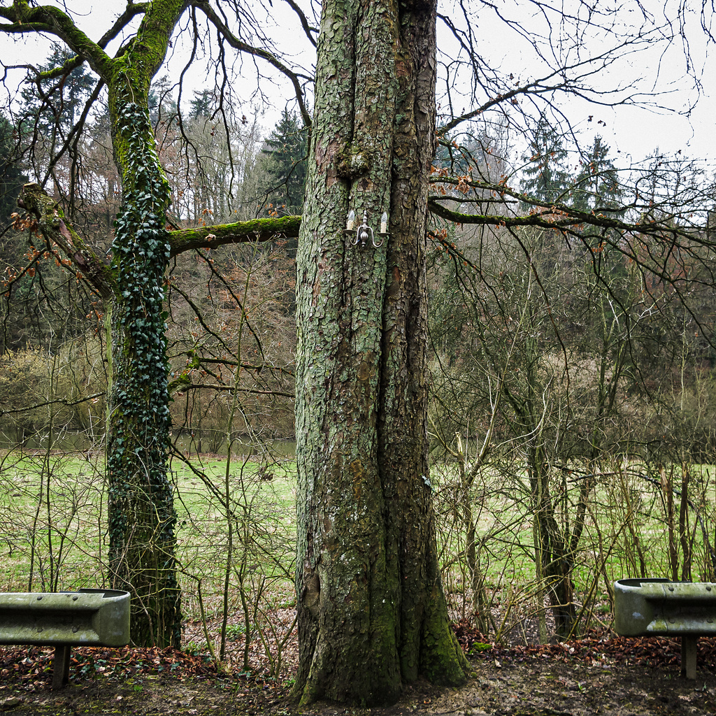 L'arbre lumière