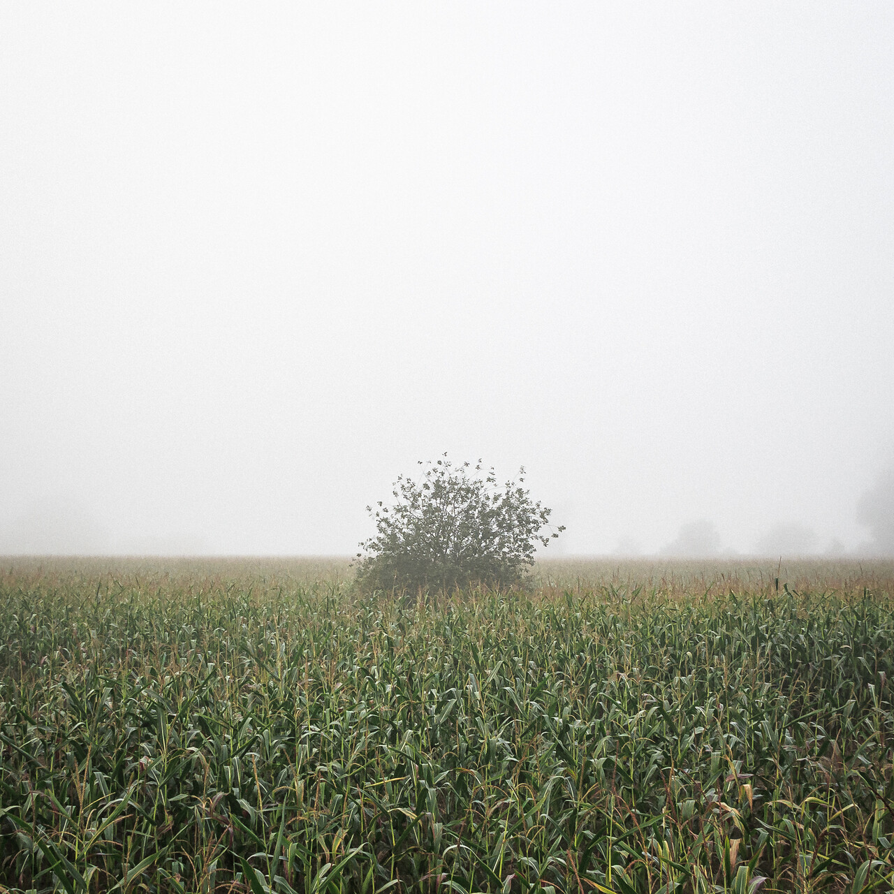 Arbrisseau dépassant d’un champ de maïs dans le brouillard.