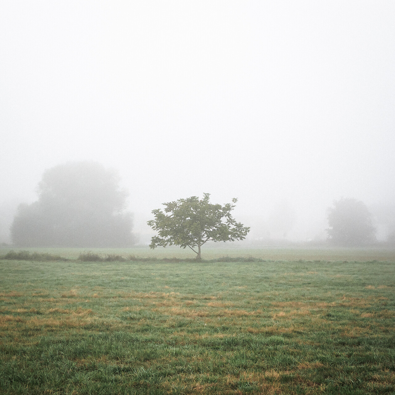 Arbre isolé au milieu d’un champ dans le brouillard.