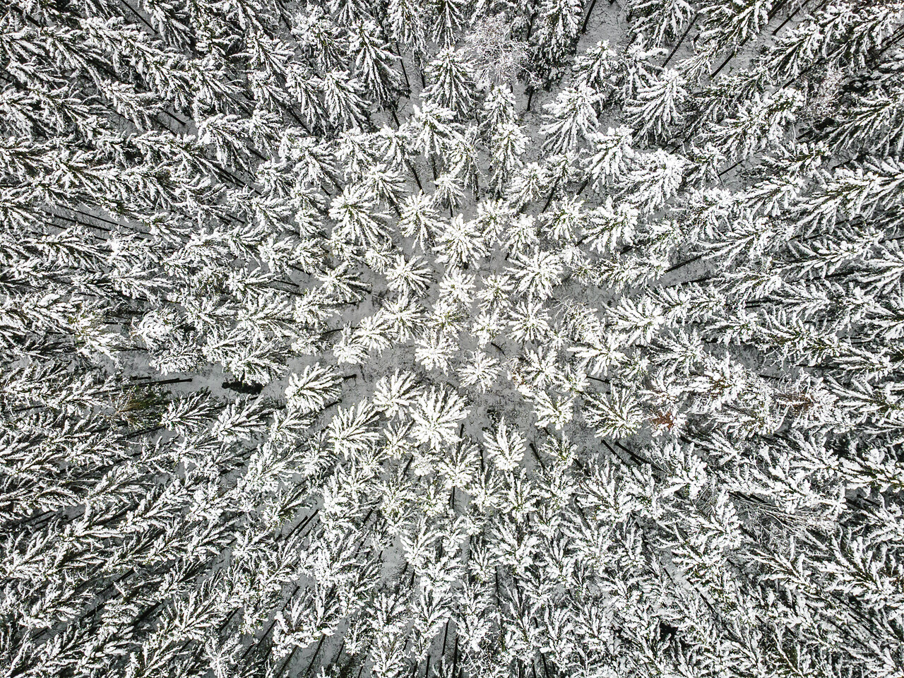 Vue aérienne rapprochée d'une dense forêt de conifères enneigée en hiver. La canopée forme un motif radial texturé et abstrait vu de dessus.