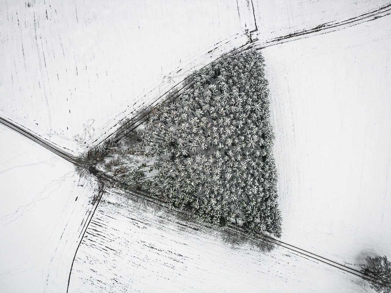 Vue aérienne d'un bosquet de conifères enneigés en hiver. La parcelle d'arbres, de forme triangulaire nette, se détache des vastes champs agricoles couverts de neige.