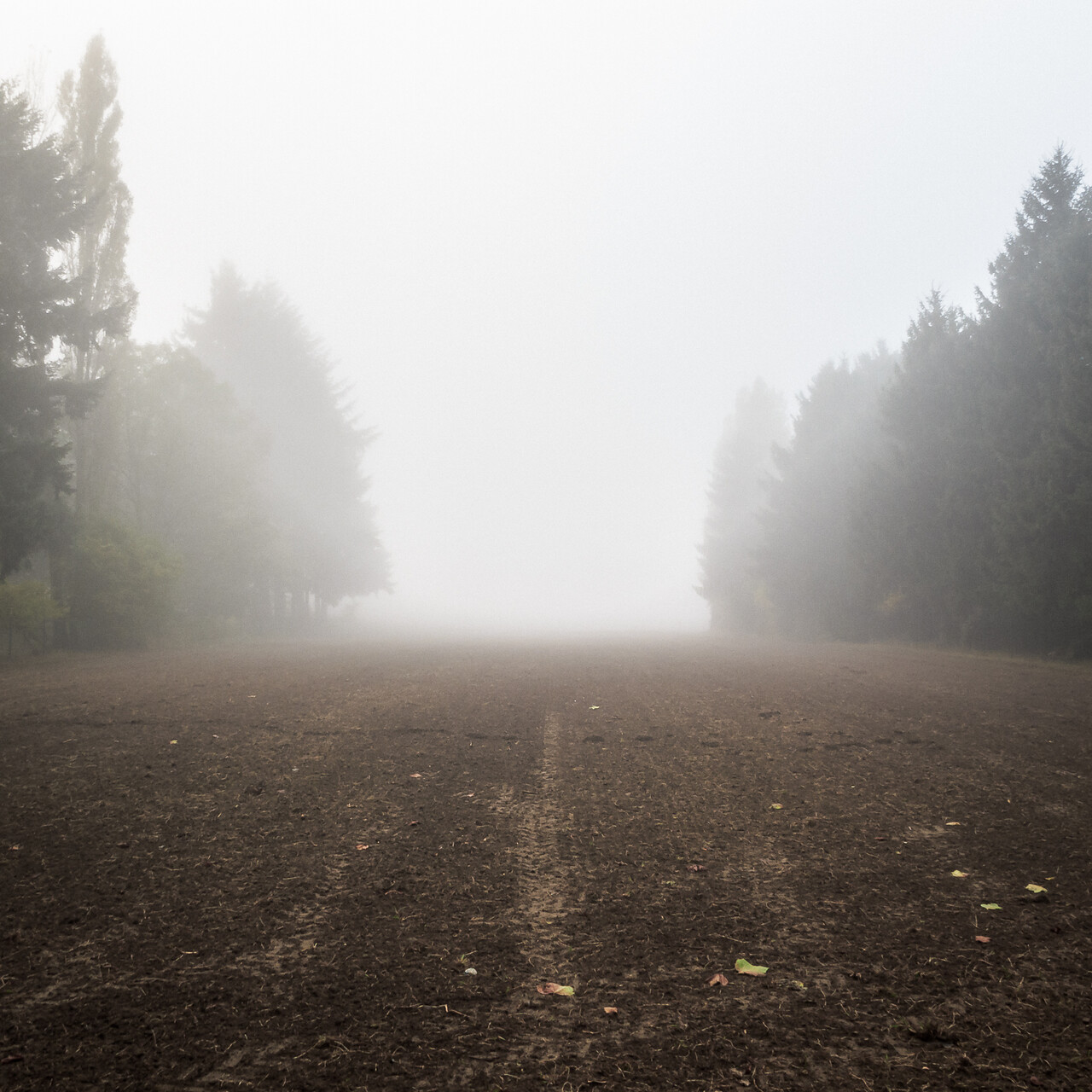Vue dans le brouillard sur un champ en jachère encadré d'arbres...