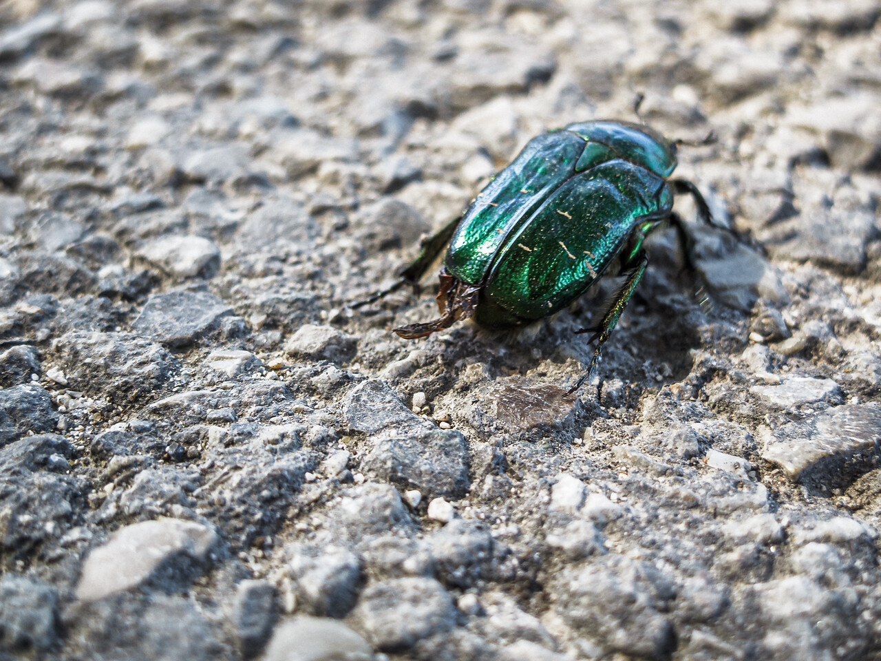 Un gros plan d'un scarabée métallique vert, identifié comme un Cétoine dorée (Cetonia aurata), sur une surface rugueuse et texturée. L'exosquelette irisé vert de celui-ci contraste fortement avec le sol gris et rocheux, mettant en valeur la couleur vibrante et les détails complexes de l'insecte.