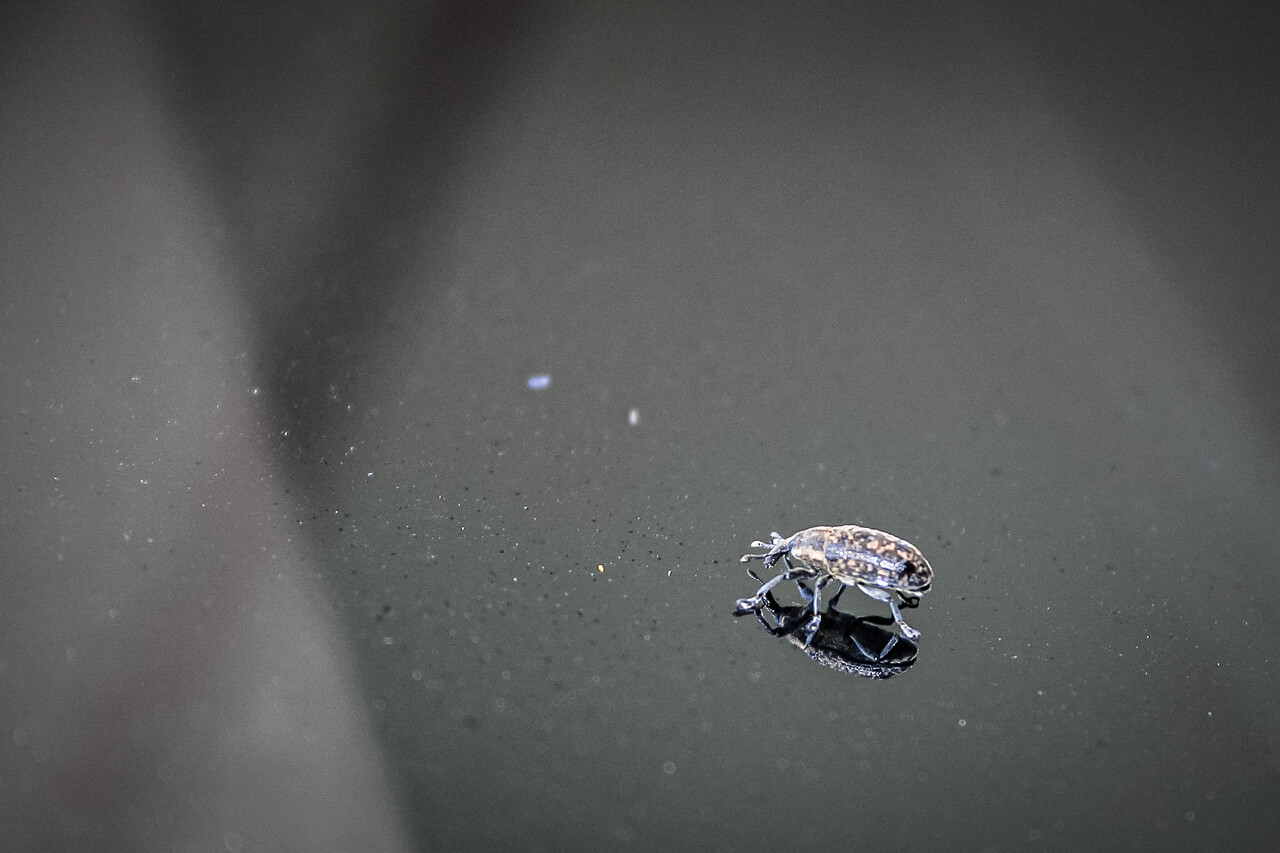 Un curculionidae, aussi appelé charançon, sur une surface réfléchissante. Le scarabée est petit avec un corps texturé et projette une réflexion nette sur la surface sombre et lisse. Cette image montre les détails complexes du scarabée.
