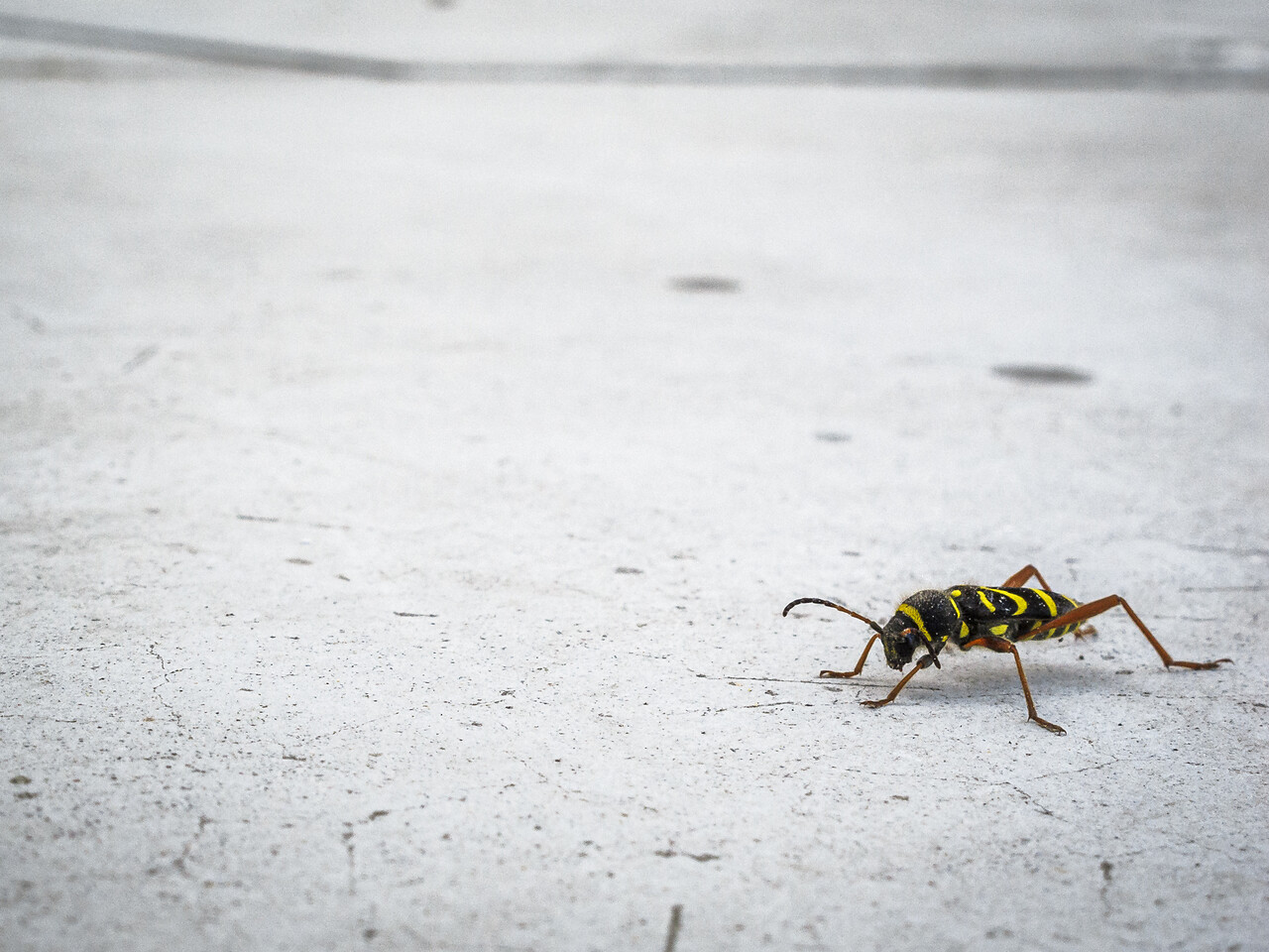 Gros plan d'un insecte noir et jaune, identifié comme un Clyte Bélier (Clytus arietis), avec des antennes et des pattes brunes, marchant sur une surface en béton gris clair. L'exosquelette de celui-ci présente des rayures jaunes distinctes qui contrastent avec son corps noir, mettant en valeur les motifs naturels et les couleurs vibrantes de l'insecte.