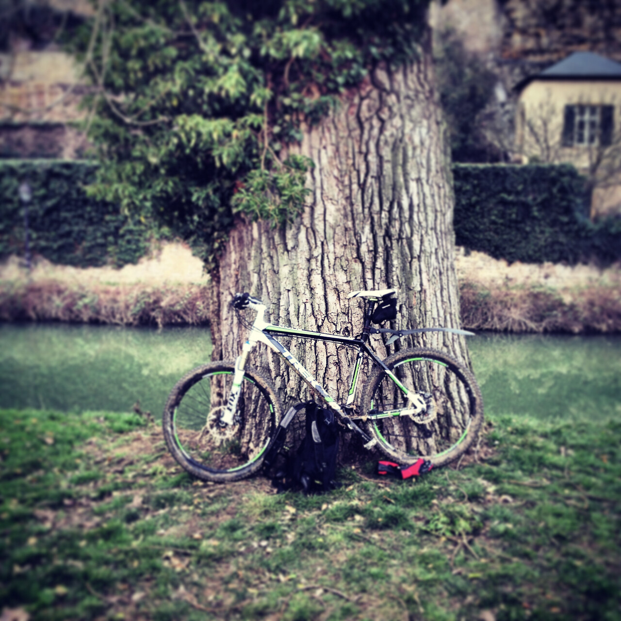 Contre l'arbre centenaire