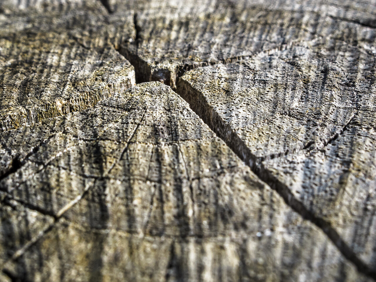 Gros plan d'une coupe de bois texturée avec des fissures profondes et des détails de grain visibles, prise en lumière naturelle.