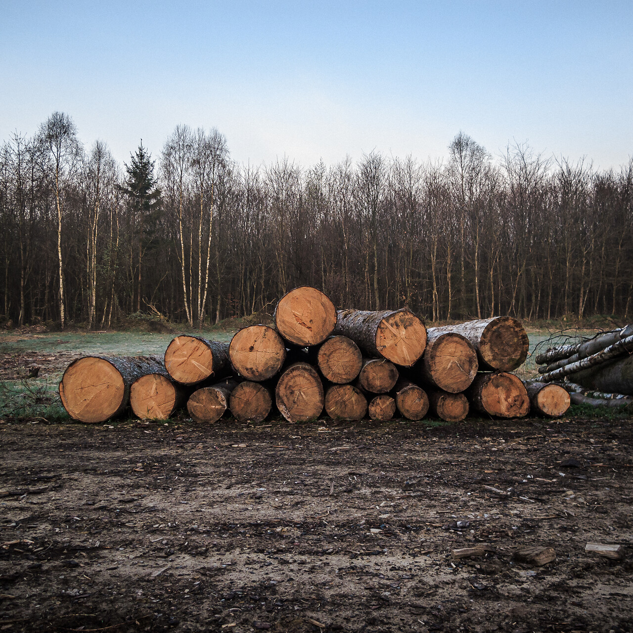 Une pile de troncs d'arbres coupés empilés dans une clairière sur un sol en terre humide avec une forêt sous un ciel dégagé en arrière-plan.