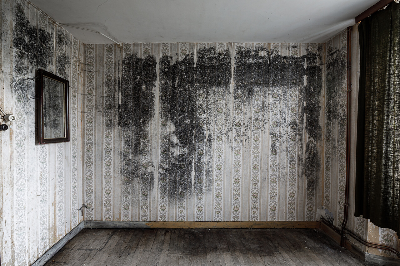 Chambre au papier-peint à motif couvert de moisissures dû à l'humidité ...