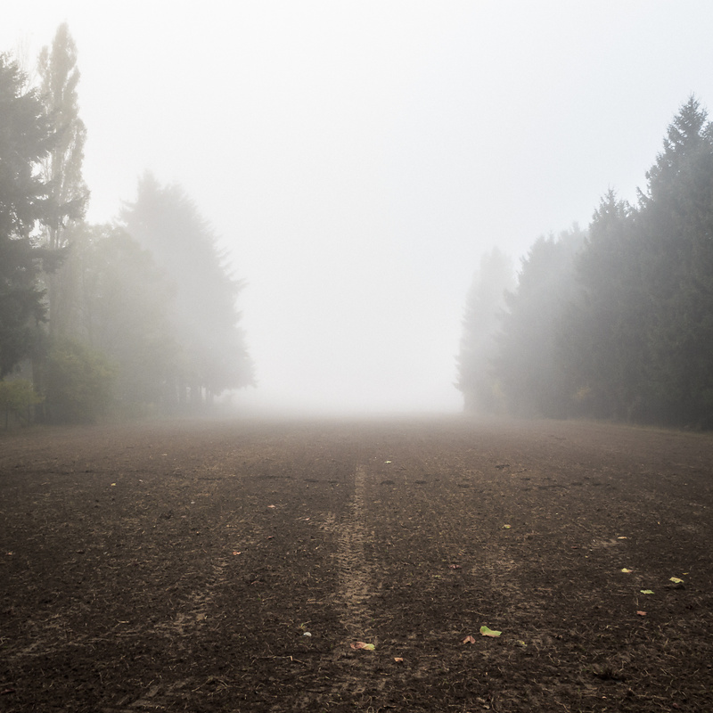 Vue dans le brouillard sur un champ en jachère encadré d'arbres...