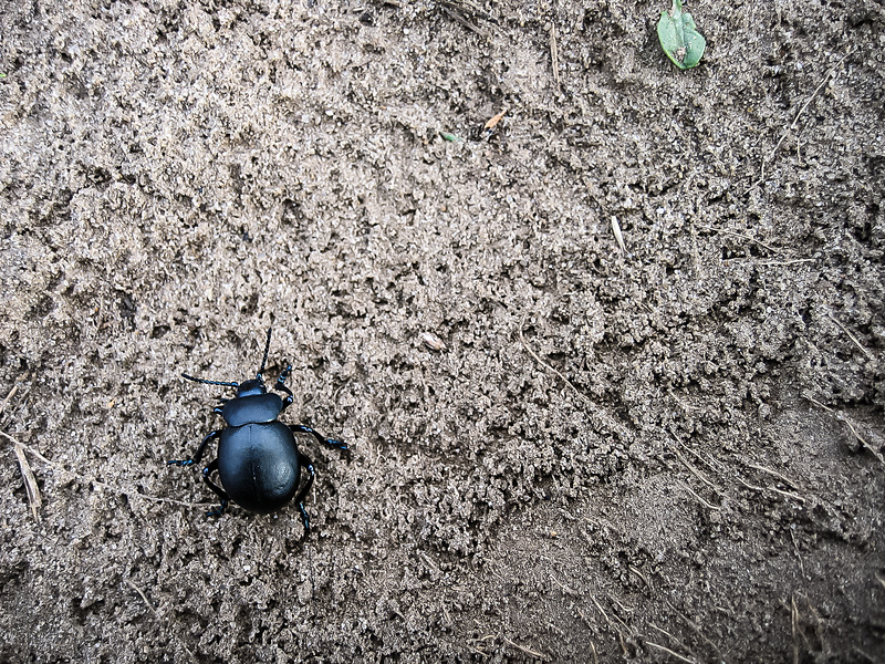 Un gros plan d'un scarabée noir, identifié comme un Timarcha tenebricosa, également connu sous le nom de grand crache-sang, se trouvant sur un sol sablonneux. Une petite feuille verte est visible dans le coin supérieur droit de l'image.