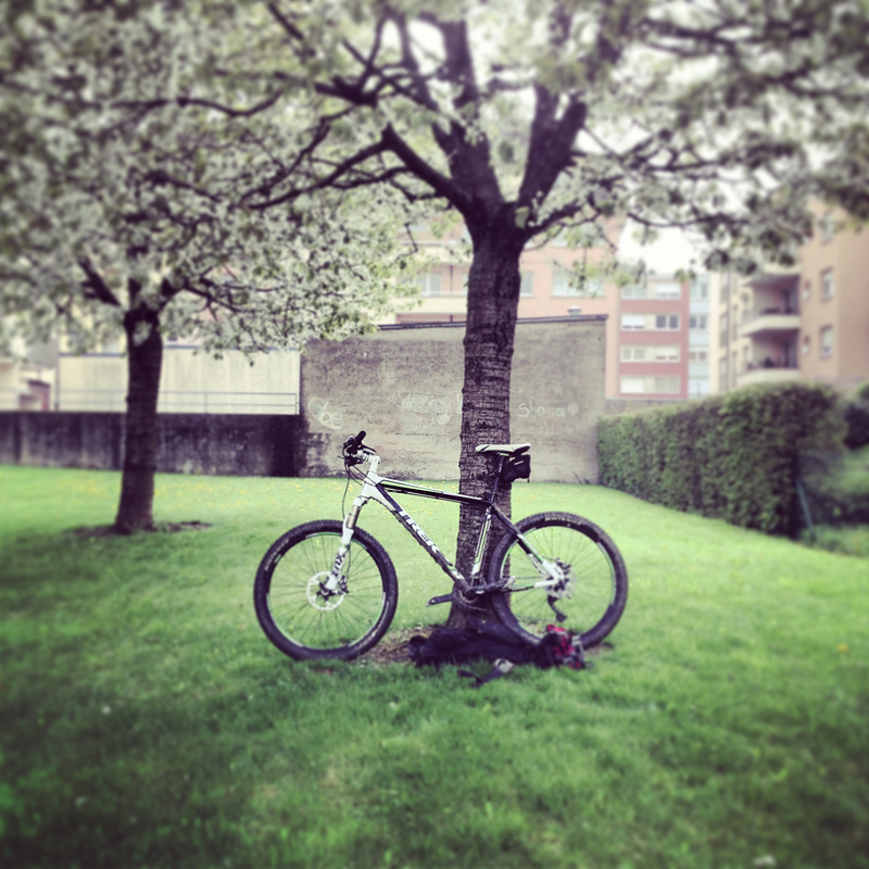 Sous l'arbre fleuri