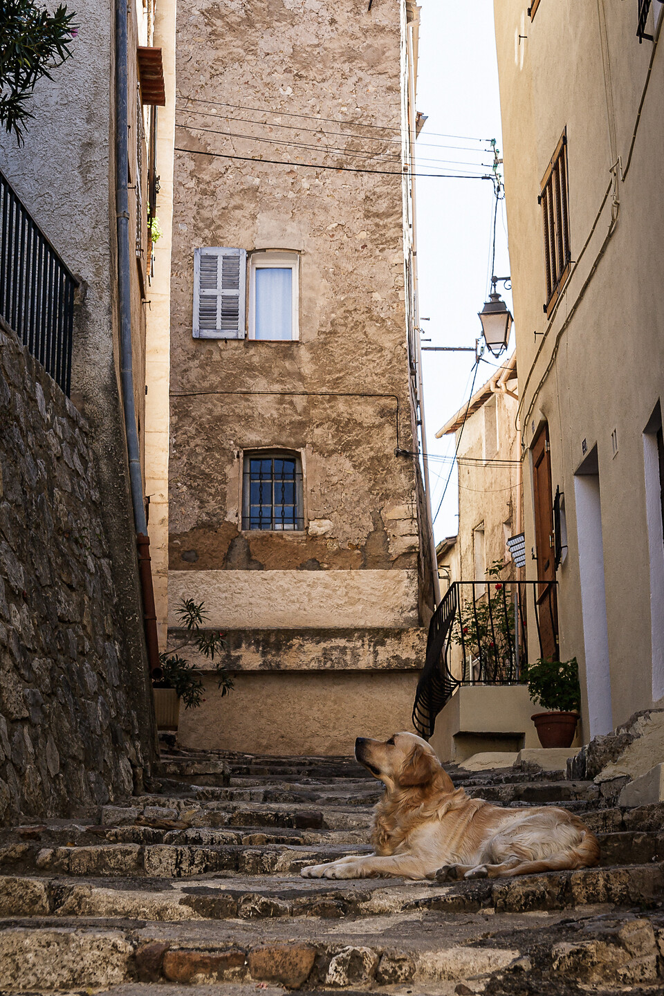 Un chien Golden Retriever couché sur des marches en pierre dans une ruelle haute et étroite de Callas dans le Var en France. Les bâtiments sont en pierre avec des fenêtres et des portes en bois.