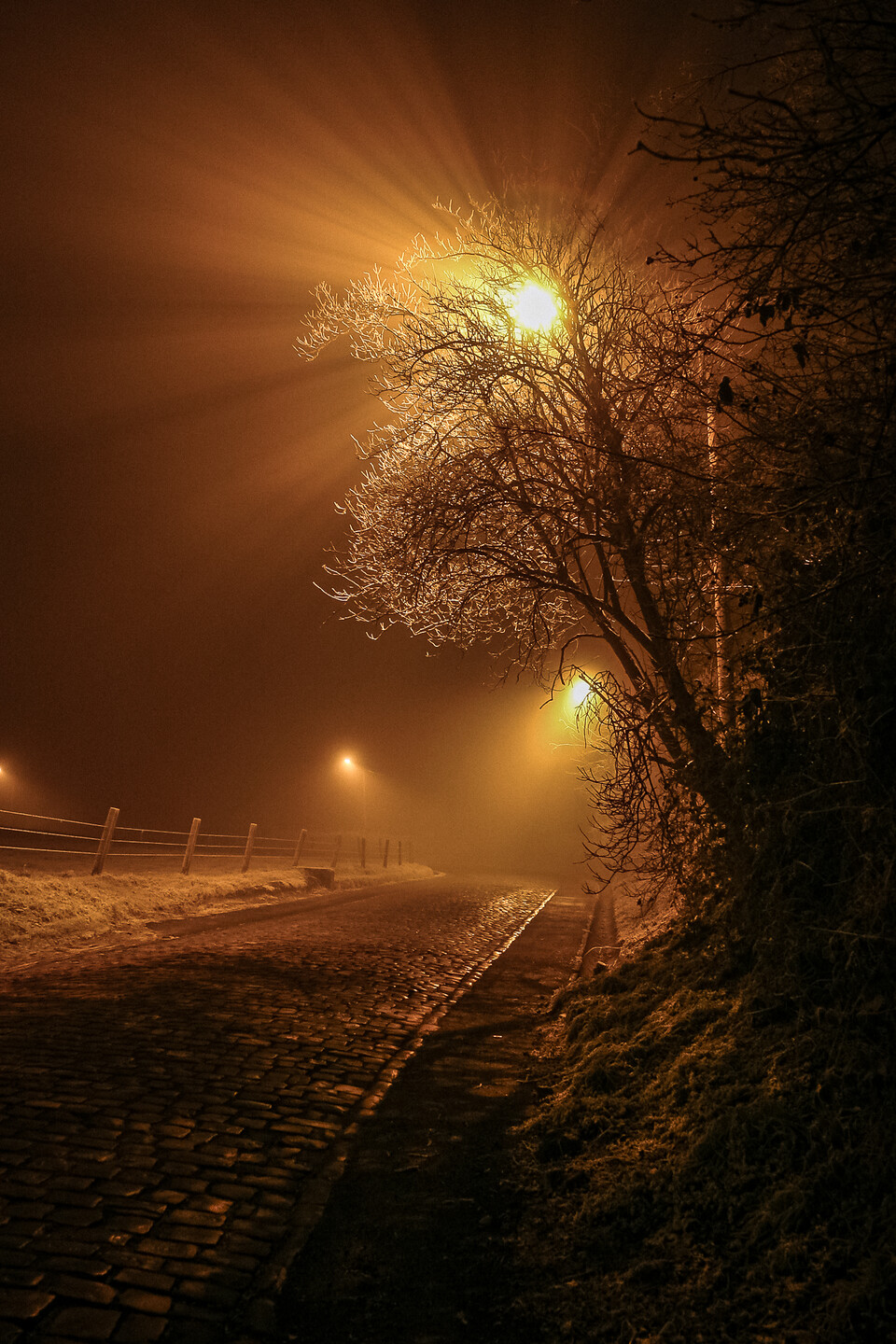 Lumière volumétrique à travers les branchages d'un arbre…