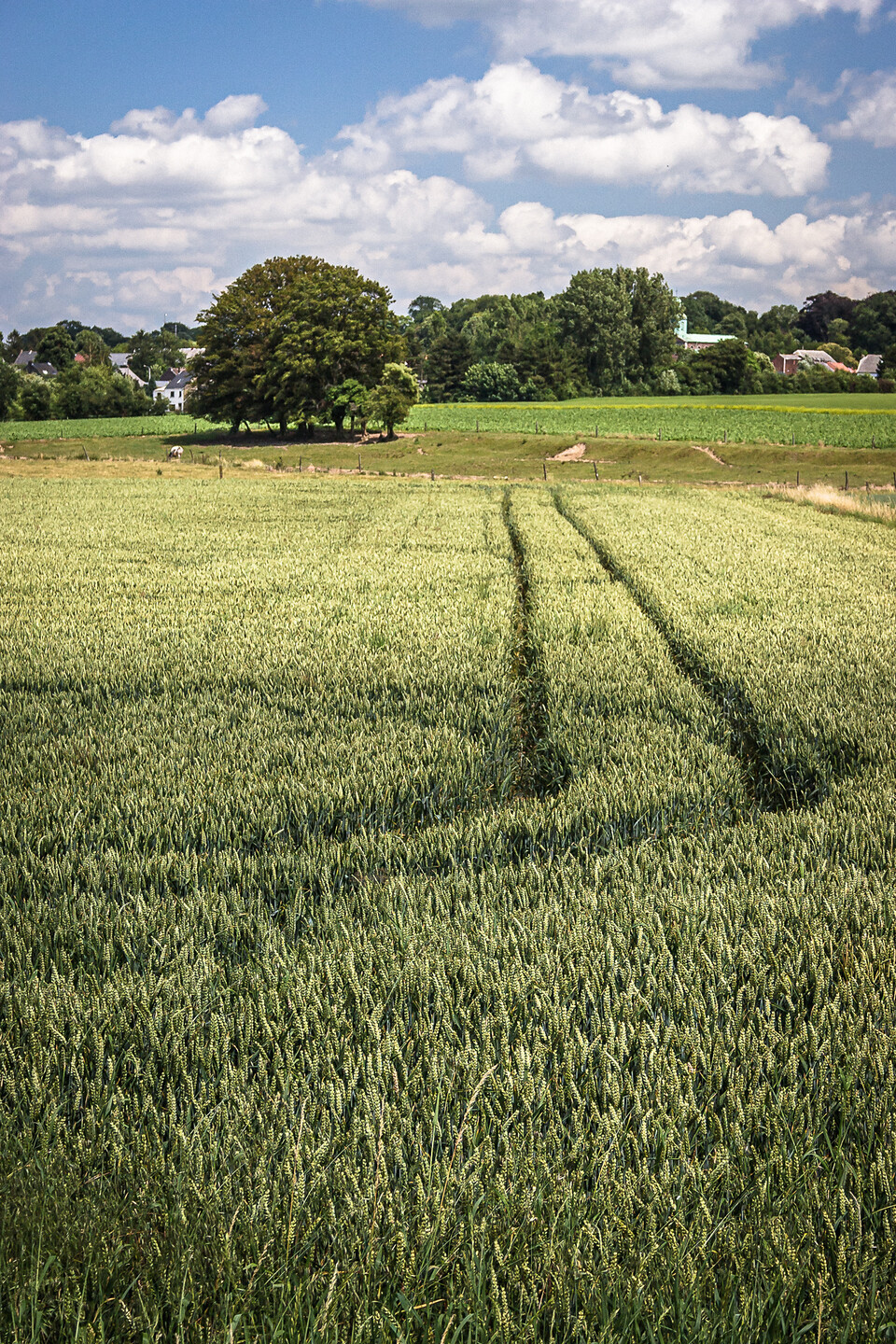 Paysage d'un champ de blé vert à avec des traces de roues visibles, un grand arbre à gauche, des maisons et des arbres à l'arrière-plan, et un ciel bleu partiellement nuageux.