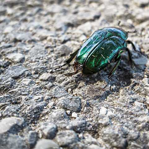 Un gros plan d'un scarabée métallique vert, identifié comme un Cétoine dorée (Cetonia aurata), sur une surface rugueuse et texturée. L'exosquelette irisé vert de celui-ci contraste fortement avec le sol gris et rocheux, mettant en valeur la couleur vibrante et les détails complexes de l'insecte.