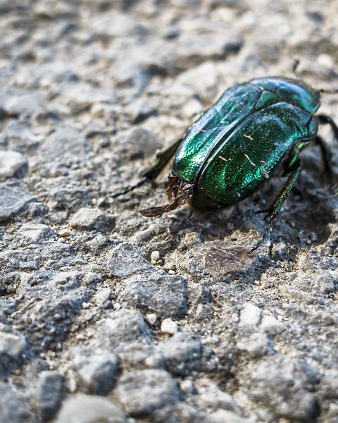 Un gros plan d'un scarabée métallique vert, identifié comme un Cétoine dorée (Cetonia aurata), sur une surface rugueuse et texturée. L'exosquelette irisé vert de celui-ci contraste fortement avec le sol gris et rocheux, mettant en valeur la couleur vibrante et les détails complexes de l'insecte.