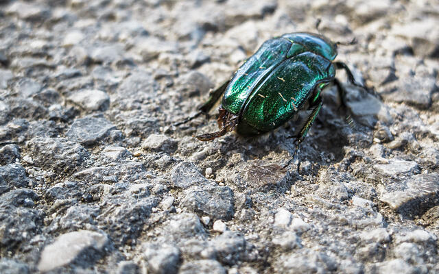 Un gros plan d'un scarabée métallique vert, identifié comme une Cétoine dorée (Cetonia aurata), sur une surface rugueuse et texturée. L'exosquelette irisé vert de celui-ci contraste fortement avec le sol gris et rocheux, mettant en valeur la couleur vibrante et les détails complexes de l'insecte.