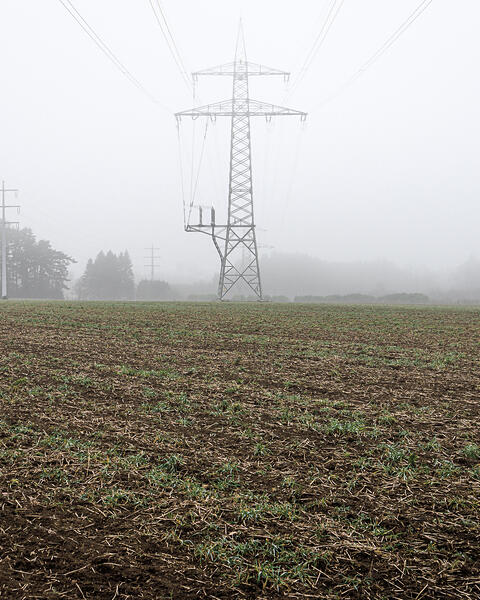 Un champ avec des jeunes pousses, des lignes électriques et des pylônes sous un ciel brumeux, avec une forêt en arrière-plan.